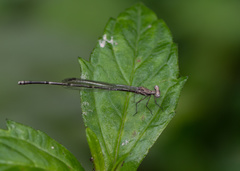 Prodasineura autumnalis
