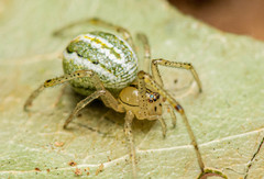 Enoplognatha molesta