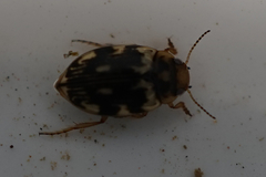 Nebrioporus nipponicus