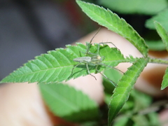 Peucetia formosensis