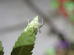 Peucetia formosensis