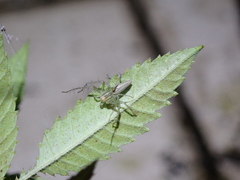 Peucetia formosensis