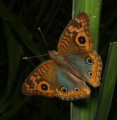 Junonia genoveva