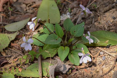 Viola japonica