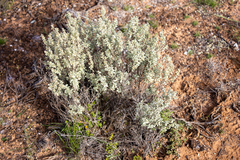 Atriplex vesicaria