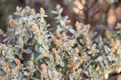 Atriplex vesicaria