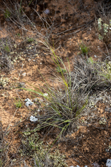 Austrostipa drummondii