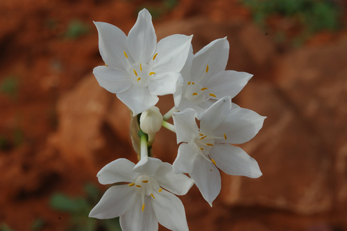 Narcissus broussonetii image