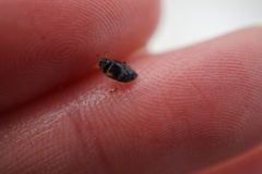 Nebrioporus nipponicus