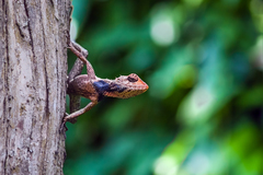 Calotes versicolor
