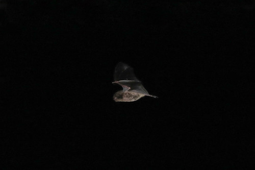 Australian Large-footed Myotis
