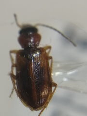 Anthracus consputus