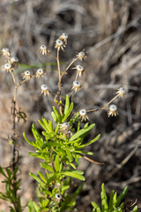 Senecio spanomerus