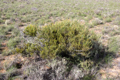 Acacia oswaldii