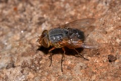 Calliphora augur