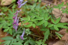 Corydalis yanhusuo