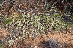 Xanthoparmelia semiviridis