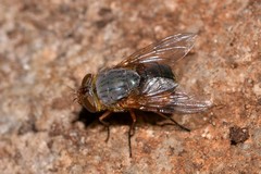 Calliphora augur