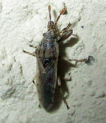 Teracrius namaquensis