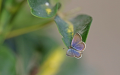 Zizeeria knysna