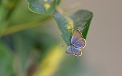 Zizeeria knysna