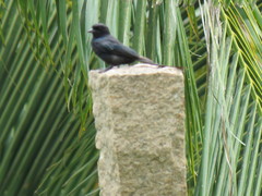 Dicrurus macrocercus