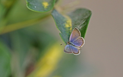 Zizeeria knysna