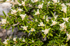 Spyridium phylicoides