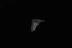 Myotis macropus