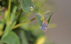 Zizeeria knysna