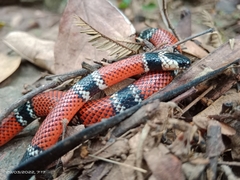 Micrurus sangilensis