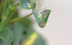 Zizeeria knysna
