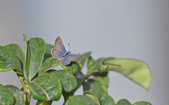 Zizeeria knysna
