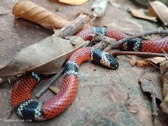 Micrurus sangilensis