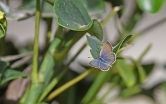 Zizeeria knysna