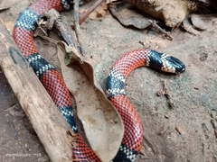 Micrurus sangilensis