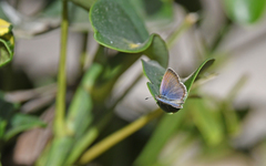 Zizeeria knysna