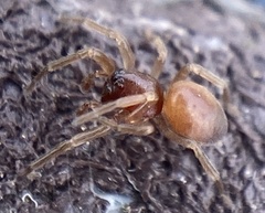 Trachelas minor