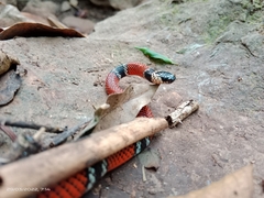 Micrurus sangilensis