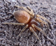Trachelas minor