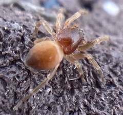Trachelas minor