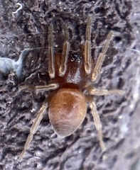 Trachelas minor