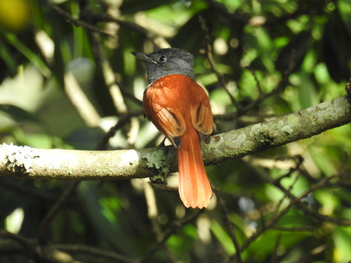 African Paradise-Flycatcher