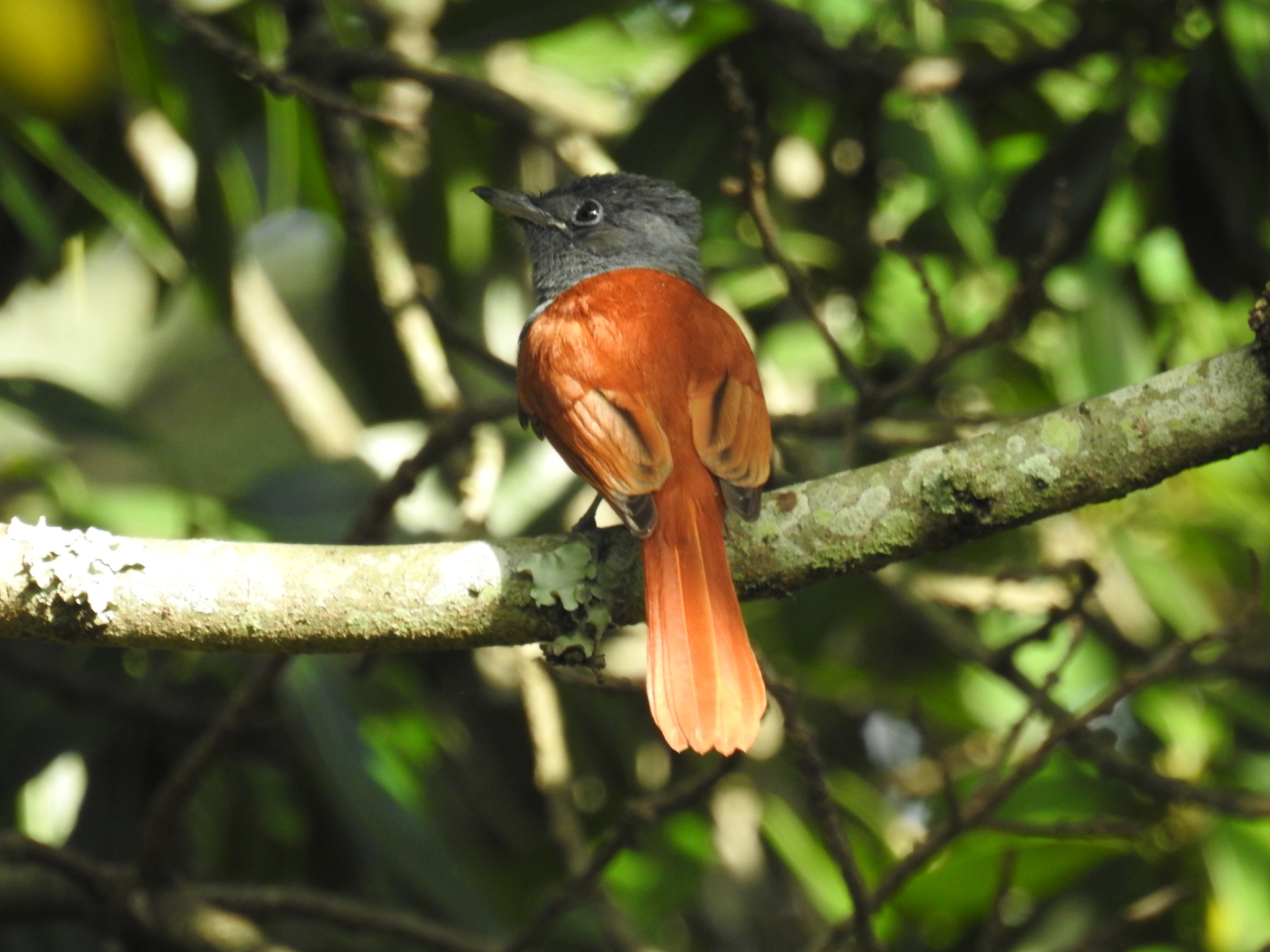African Paradise-Flycatcher (Terpsiphone viridis) · iNaturalist