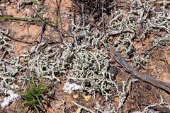 Xanthoparmelia convoluta