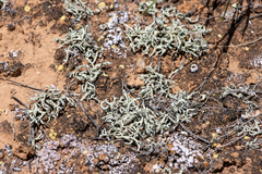 Xanthoparmelia convoluta