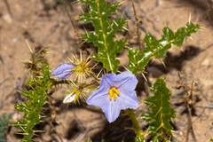 Solanum hystrix