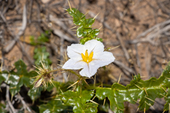 Solanum hystrix