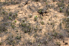 Brachyscome ciliaris ciliaris