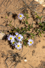 Brachyscome ciliaris ciliaris